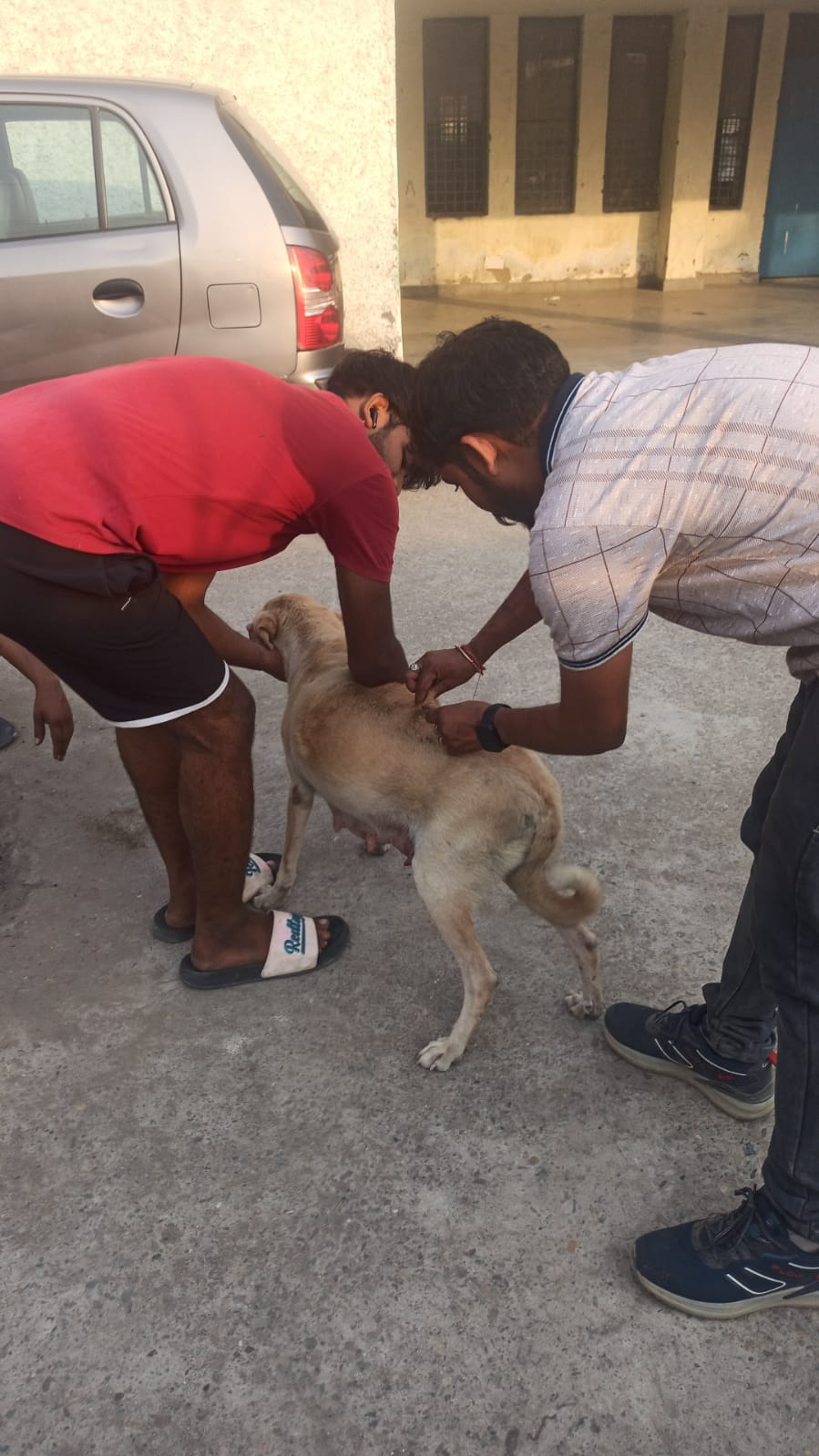 Stray Dogs Love