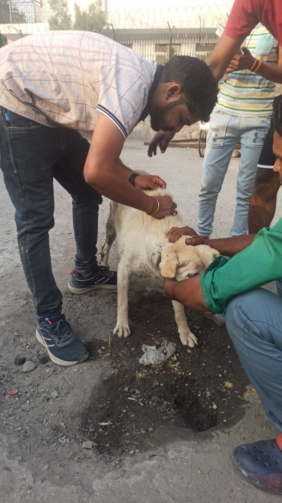 Stray Dogs Love