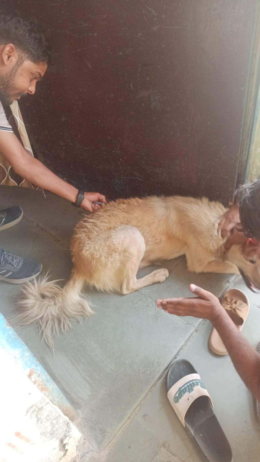 Stray Dogs Love