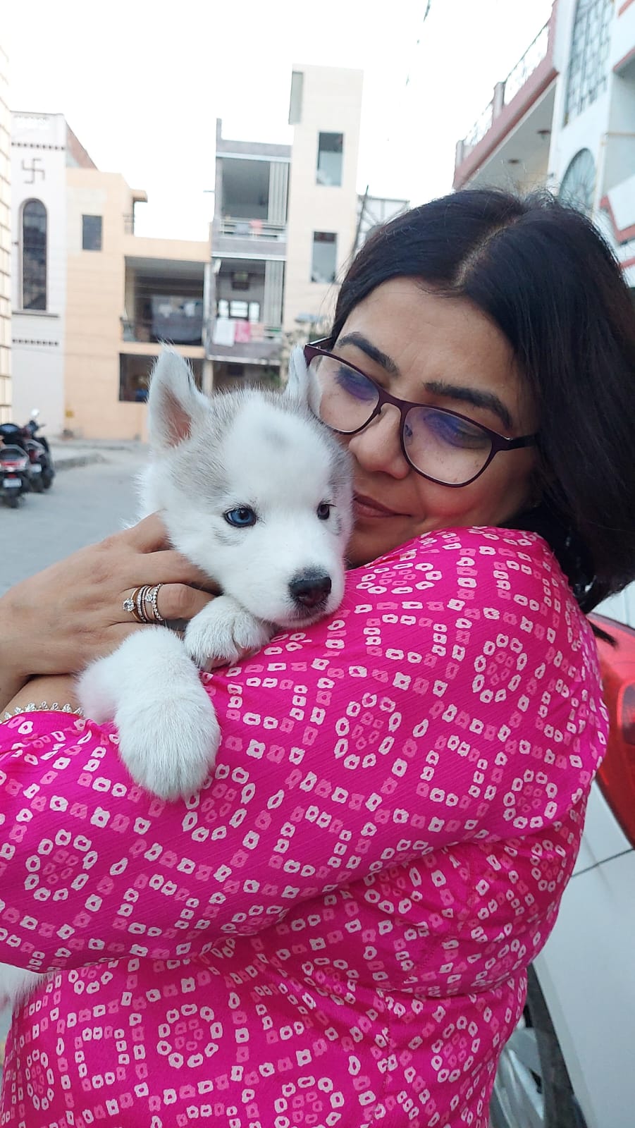 Stray Dogs Love