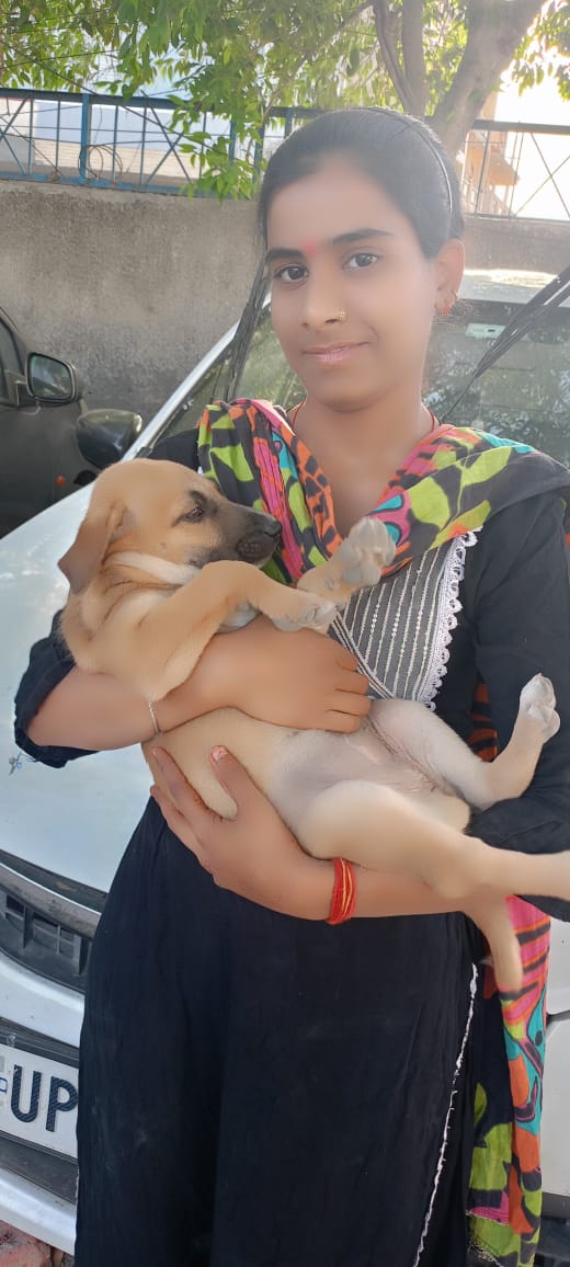 Stray Dogs Love