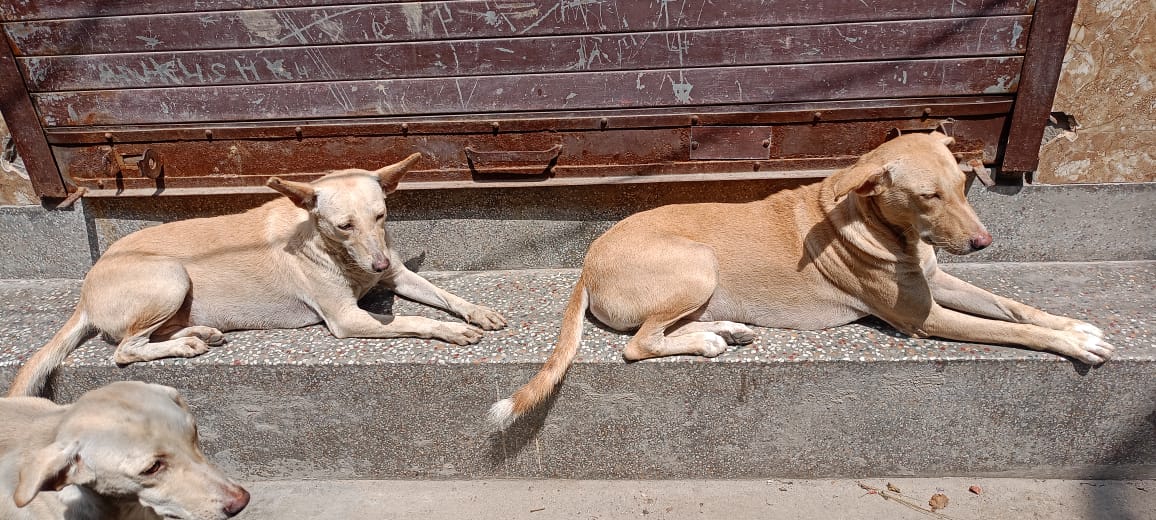 Stray Dogs Love