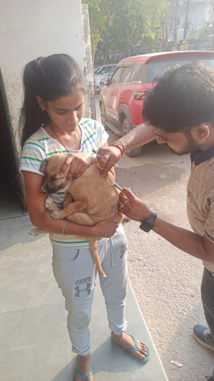 Stray Dogs Love
